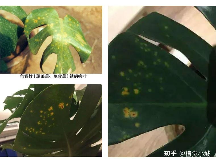 100种观叶植物 | No.5 龟背竹养护攻略 - 知乎