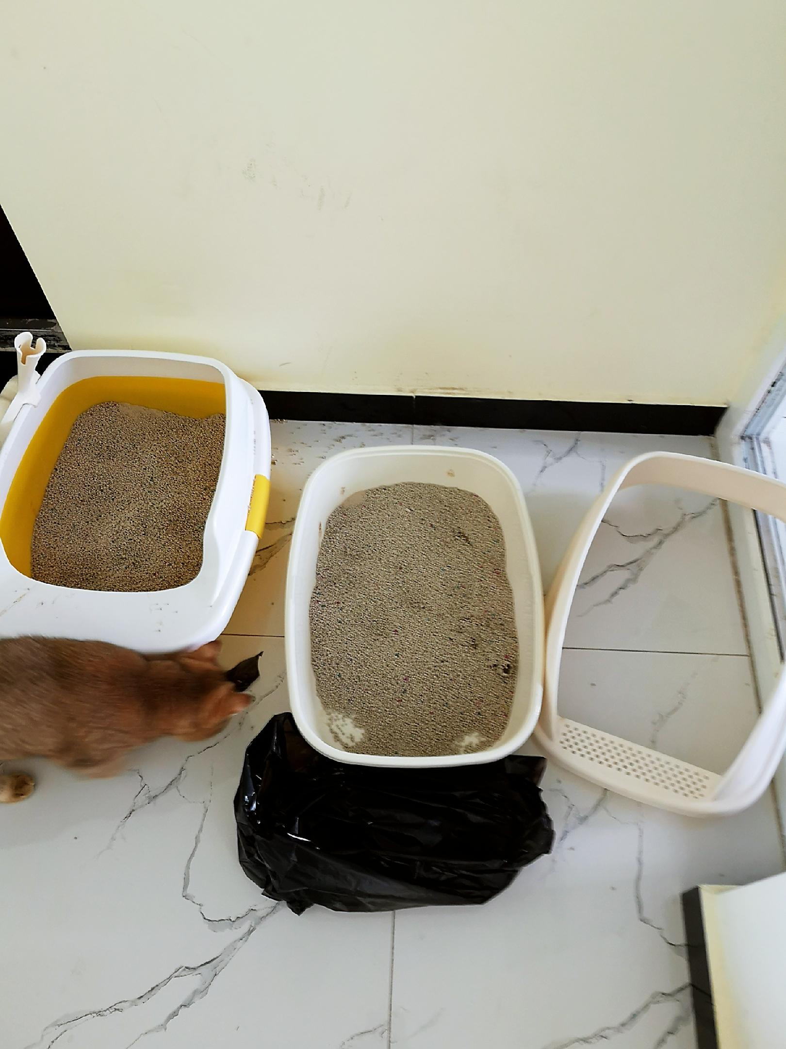 作为一个家里有两个主子的铲屎官,每天铲猫屎就成了我的必修课.