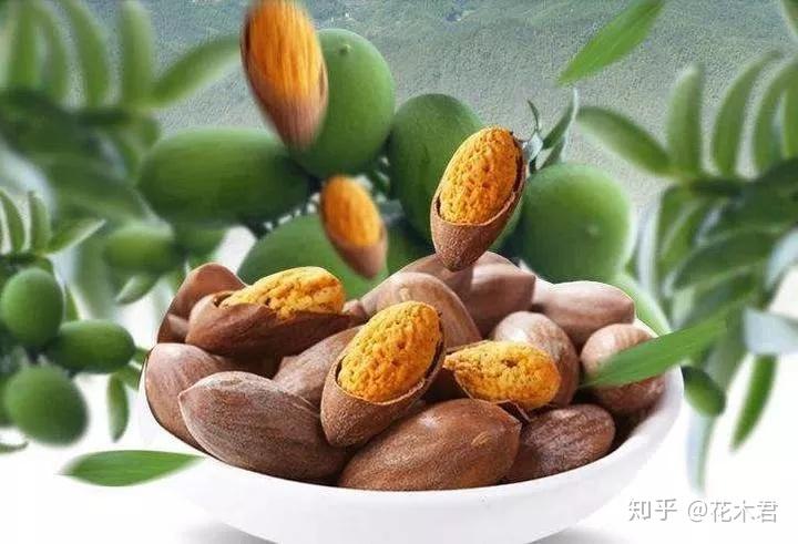 珍稀濒危物种|原产我国的6种特有榧树的辨识区别 - 知乎