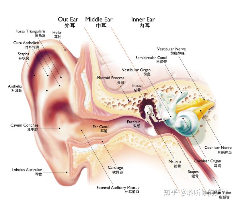 坐动车为什么会耳朵耳膜鼓鼓的 压迫感 ? - 知乎