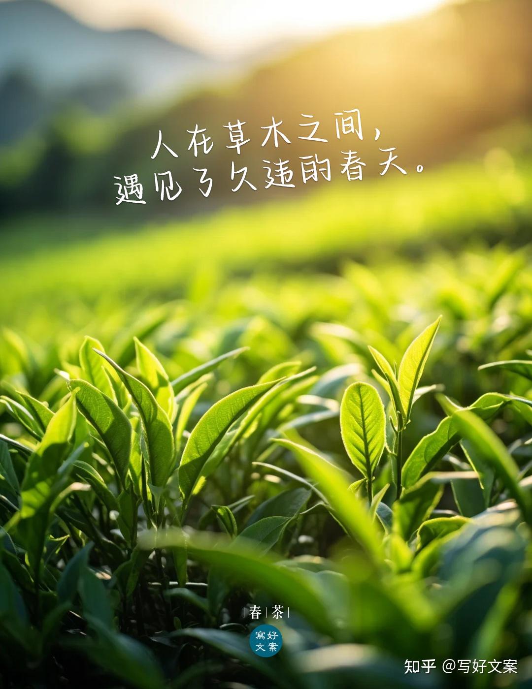 原创春茶文案很绝很唯美