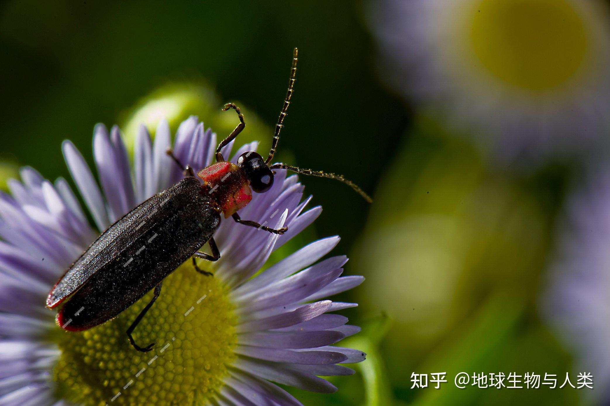 【动物界全系列】叩头虫总科—萤科(下) - 知乎