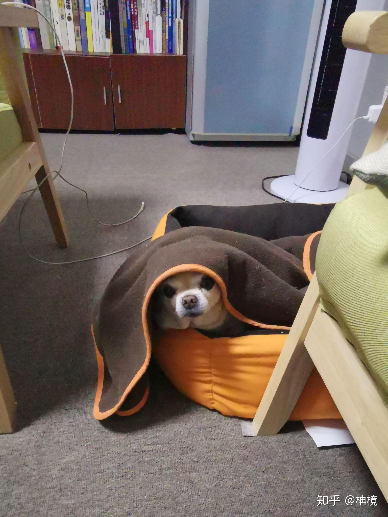 天气凉了你们的宠物会主动裹紧小被子再睡觉吗