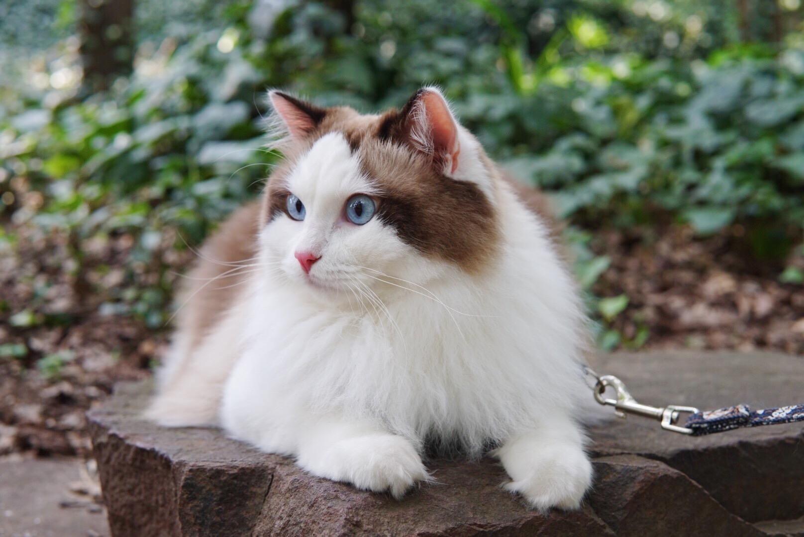 你收藏了哪些有关猫的好看的图片