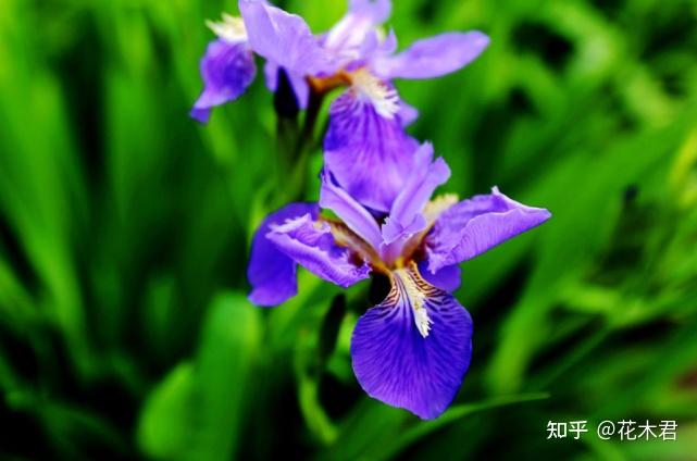 “马兰花马兰花,风吹雨打都不怕”,童谣马兰花究竟是什么花? - 知乎