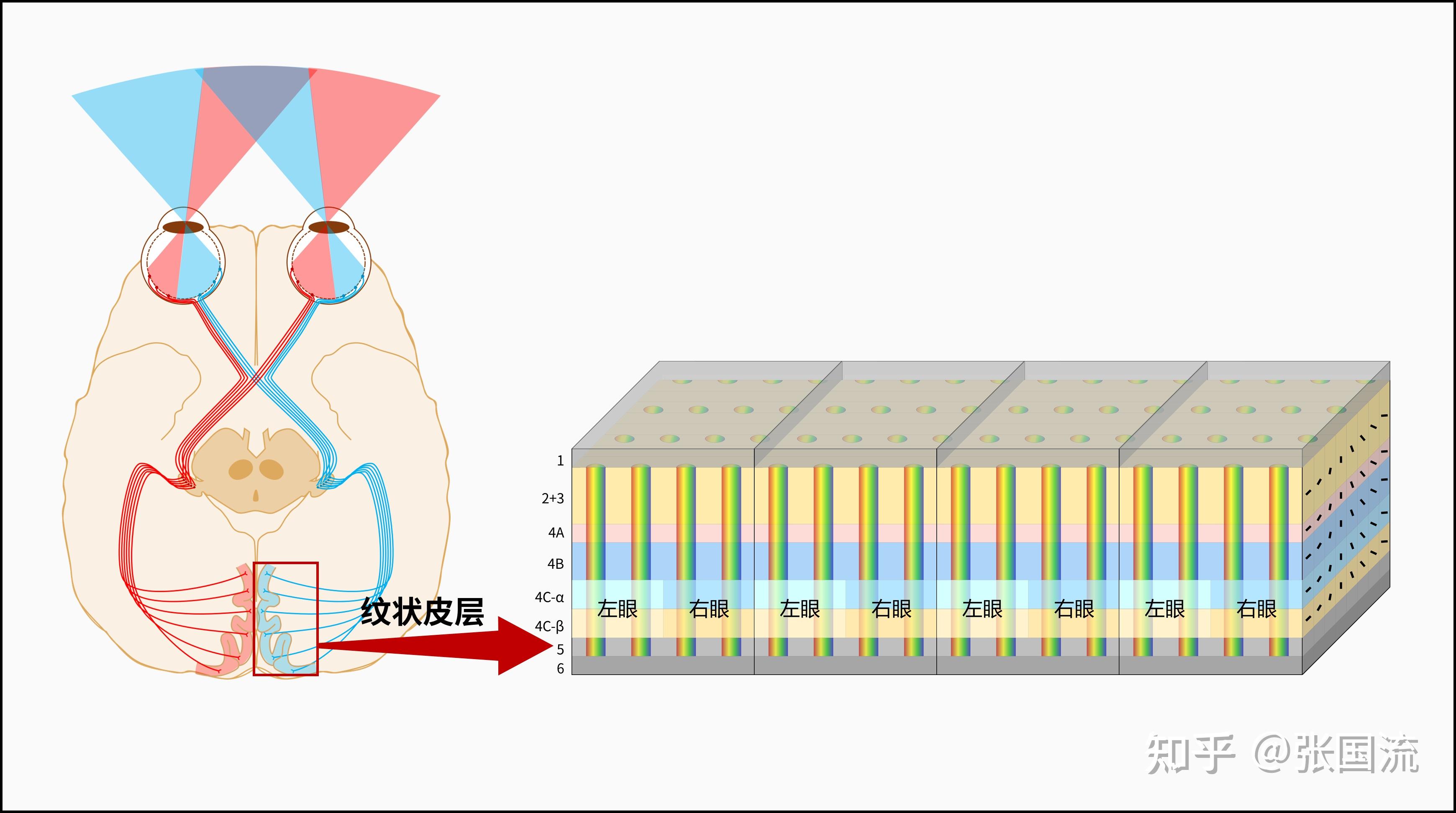 1.4.2 视皮层V1区(纹状皮层) - 知乎