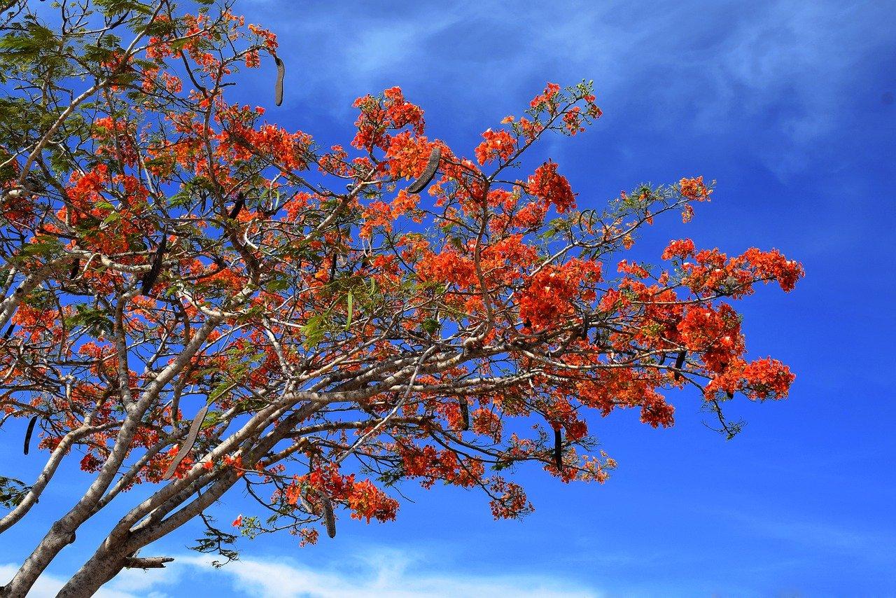 柿子树四季风貌
