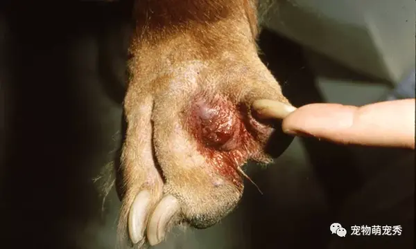 狗狗趾间炎的症状和治疗方法 宠物指间红肿脓包 老是舔脚怎么办 知乎