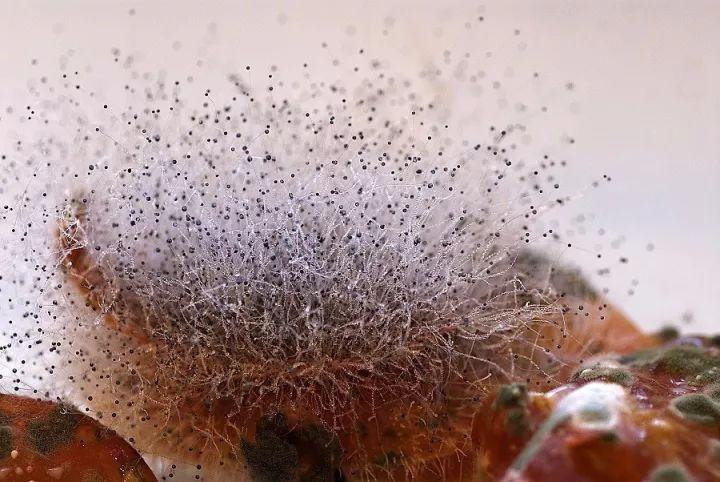 《一千零一个孢子》