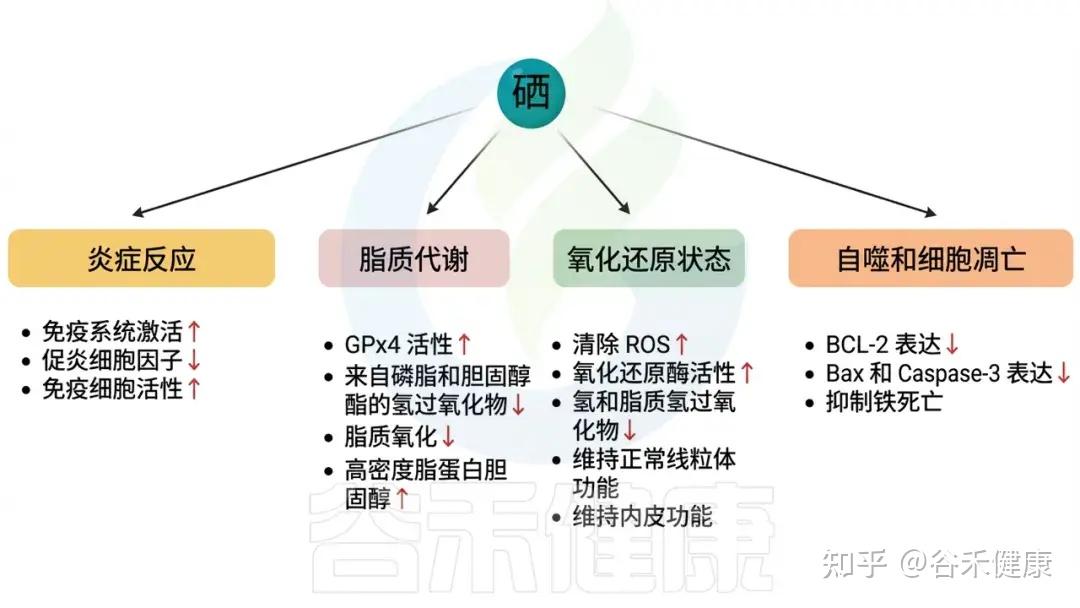 硒的生理功能、缺乏危害，与肠道微生物群的互作及补充策略 - 知乎