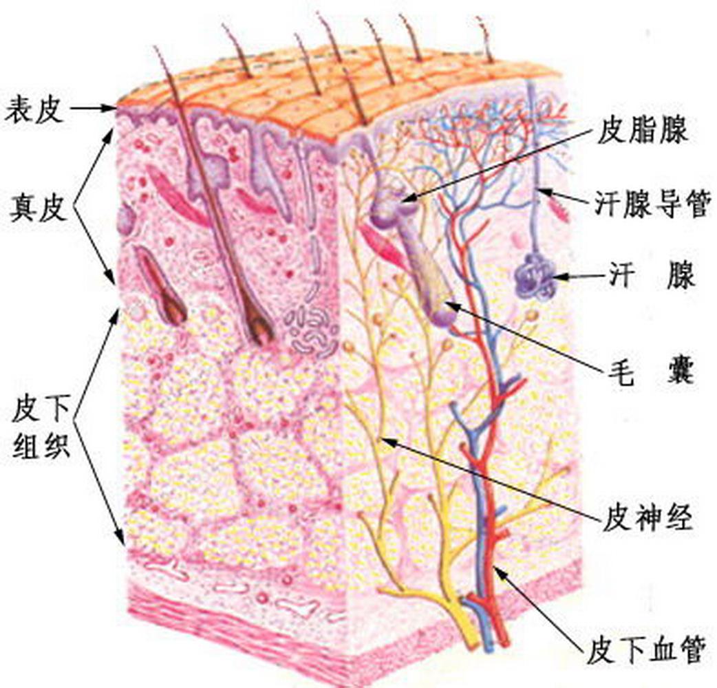 先讲内因:深度和不同层次 人的皮肤,最表浅那层,叫表皮(epidermal
