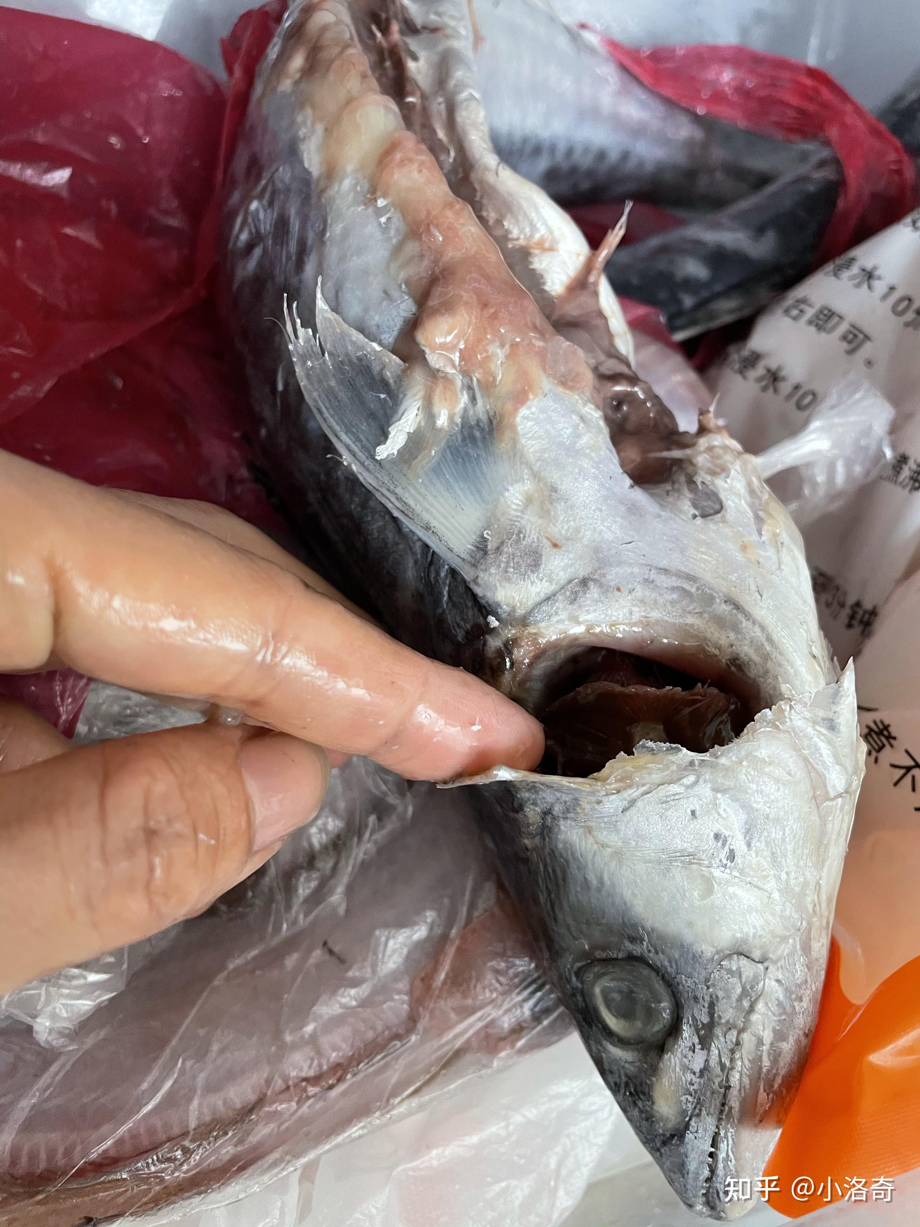 菜市场冰冻马鲛鱼? - 知乎