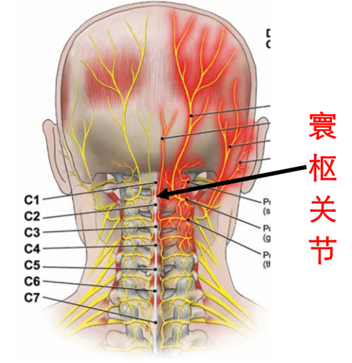 颈椎 位置示意图图片