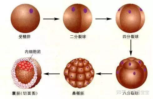 贝安健康 为什么医生建议我养囊 有什么优势吗 知乎