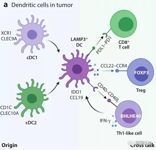 lamp3 樹突狀細胞在腫瘤微環境中的免疫調節作用