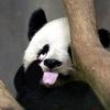 苏泠
