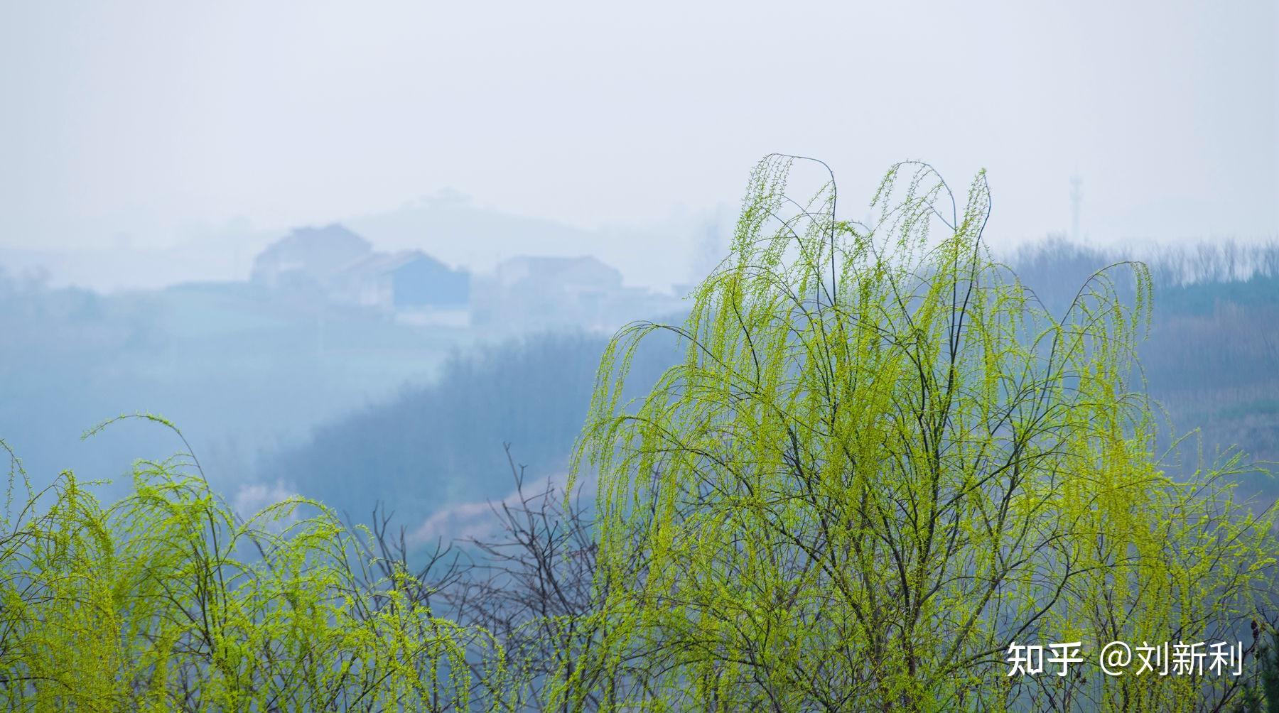 蓝田鹿走沟春色美