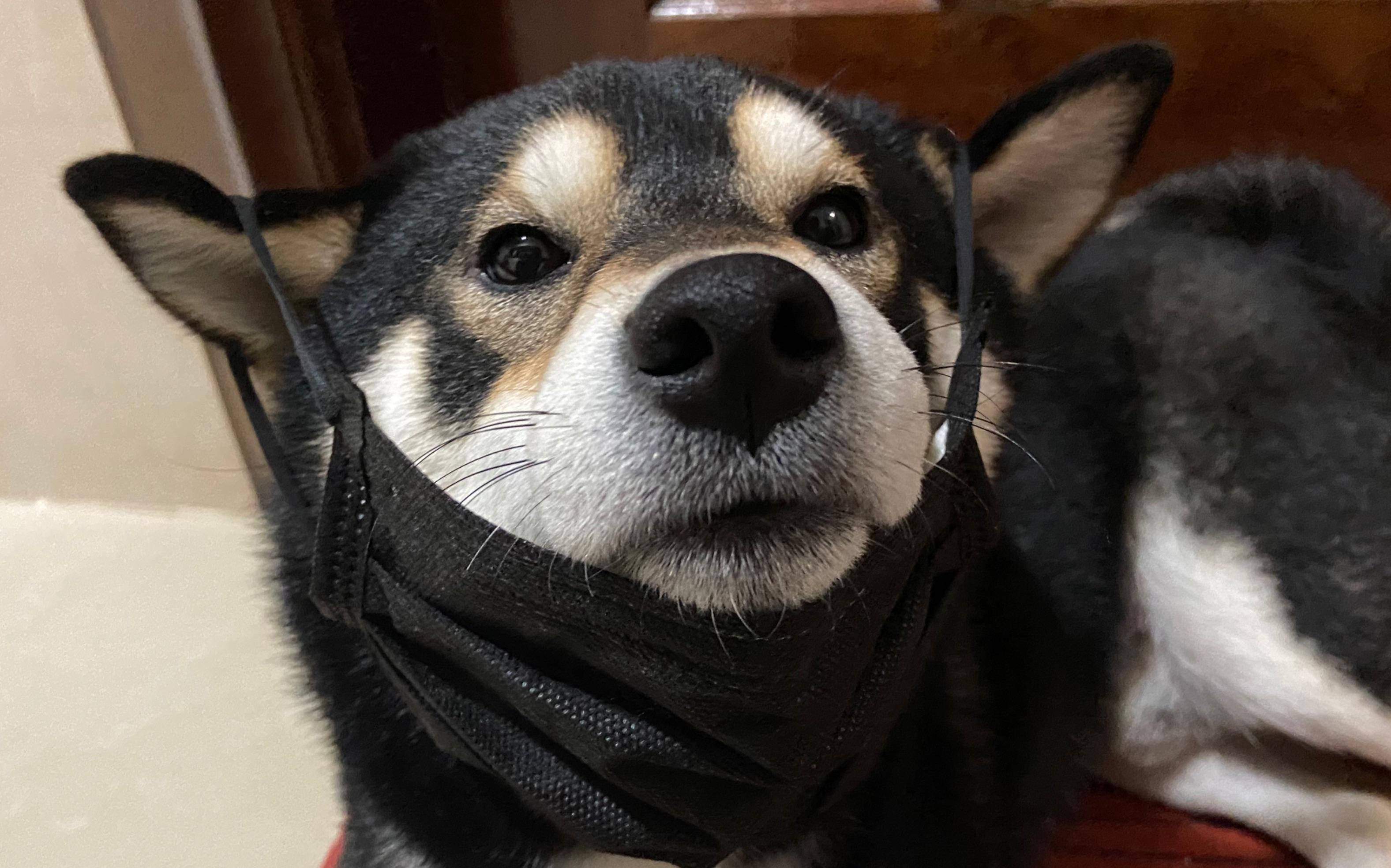 这只柴犬竟然只有喊老婆名字才肯醒铲屎官哭泣
