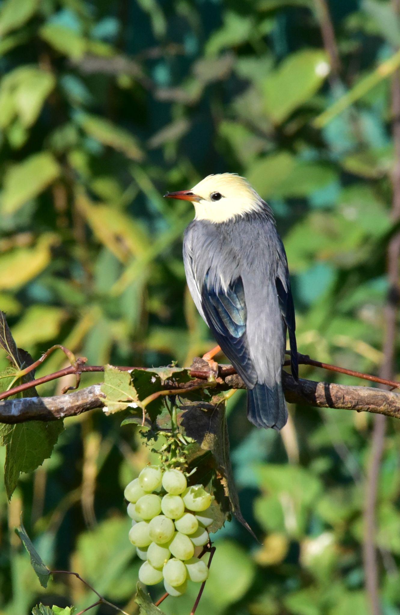 丝光椋鸟 - 知乎