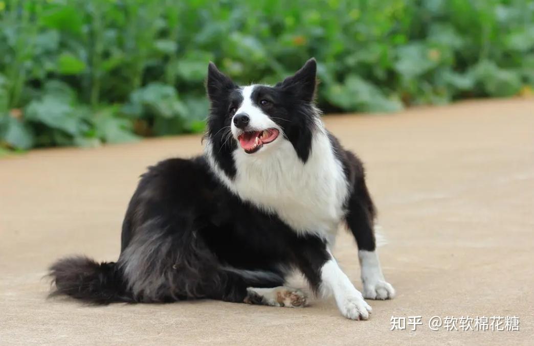 边境牧羊犬
