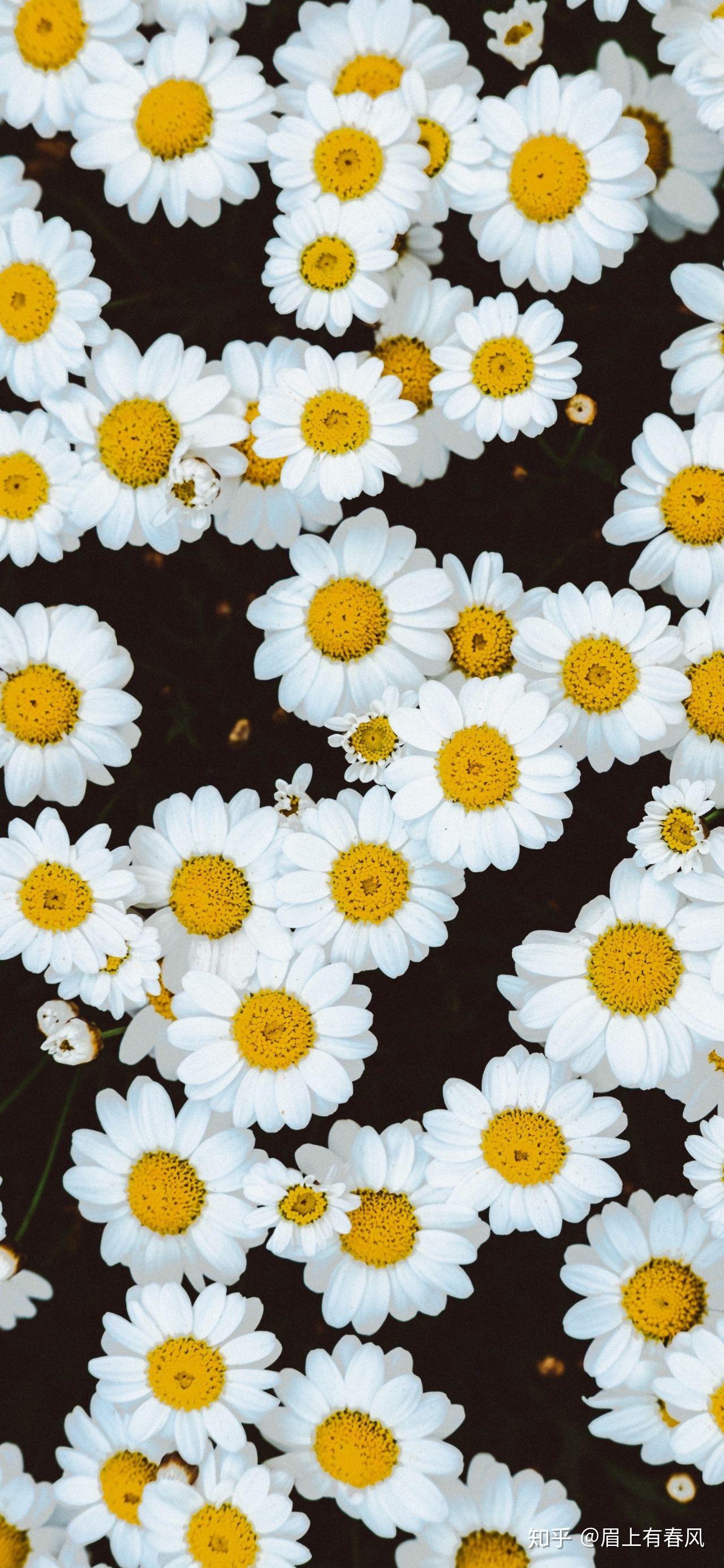 有没有这种风格的雏菊的全面屏壁纸