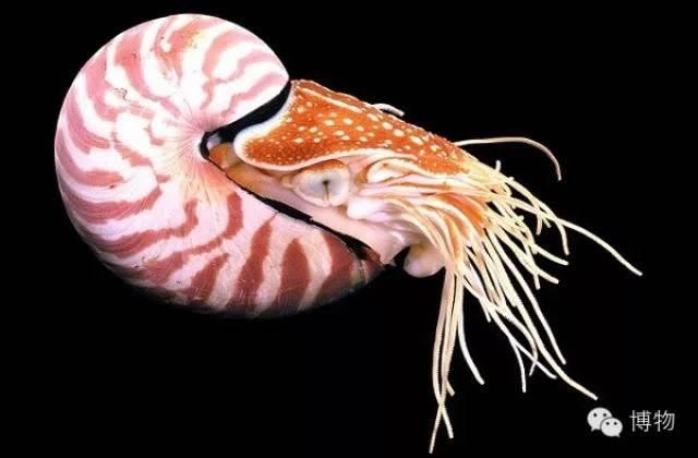 二战美军潜艇之水族英雄谱一鹦鹉螺