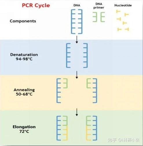 PCR专题(Ⅰ): 带你认识基础PCR实验【i实验】 - 知乎