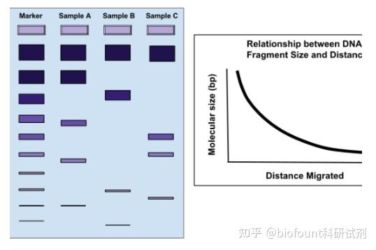 凝胶电泳如何分离DNA片段 - 知乎