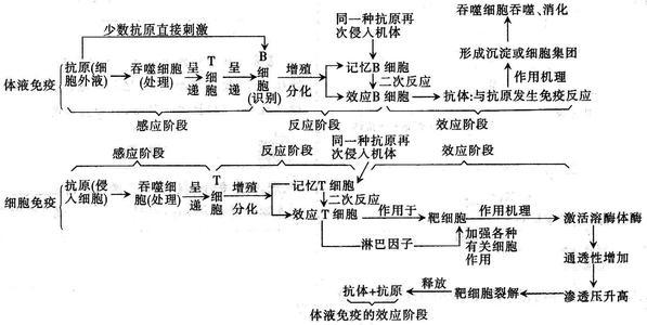 免疫调节概述 - 知乎