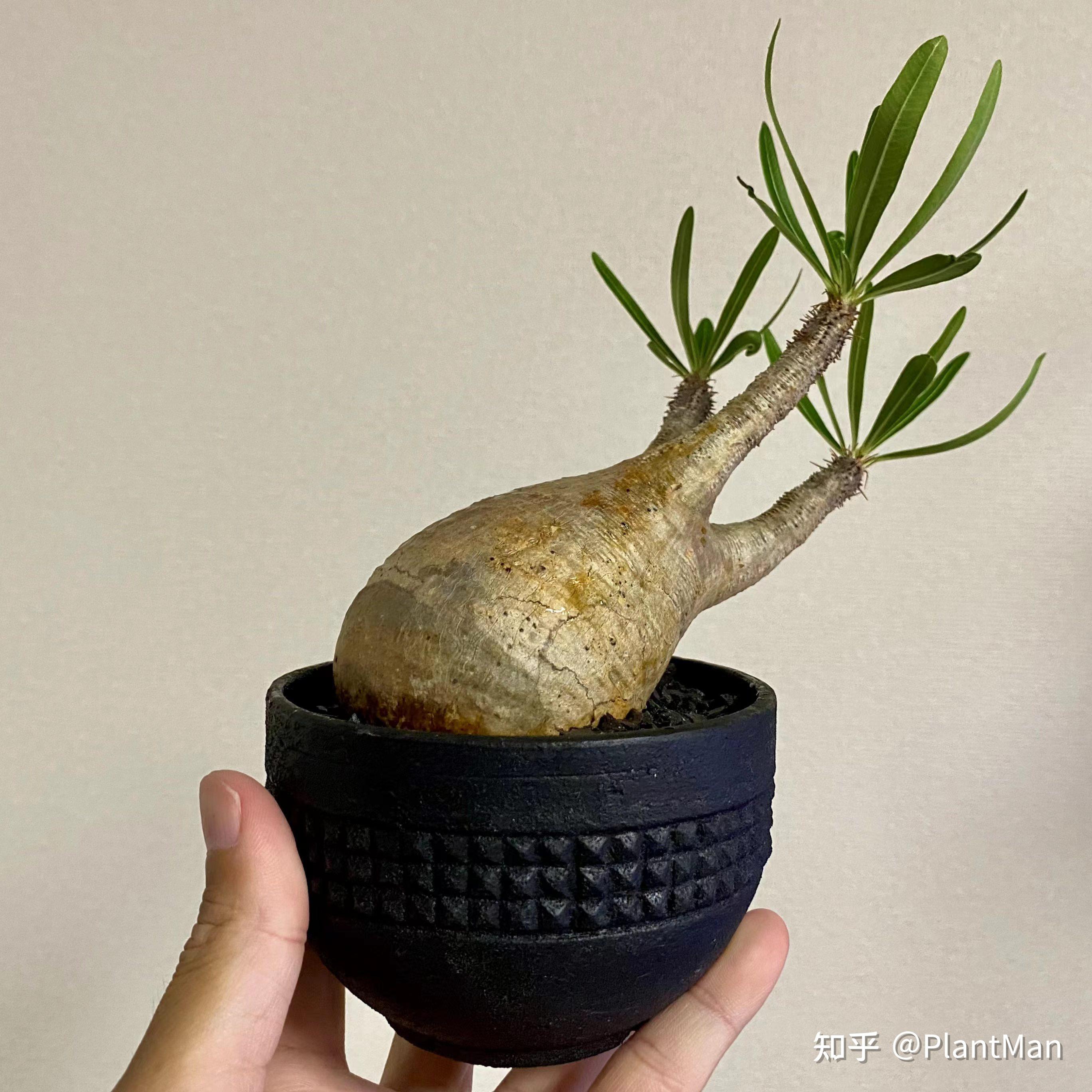 棒槌属植物地图 - 知乎