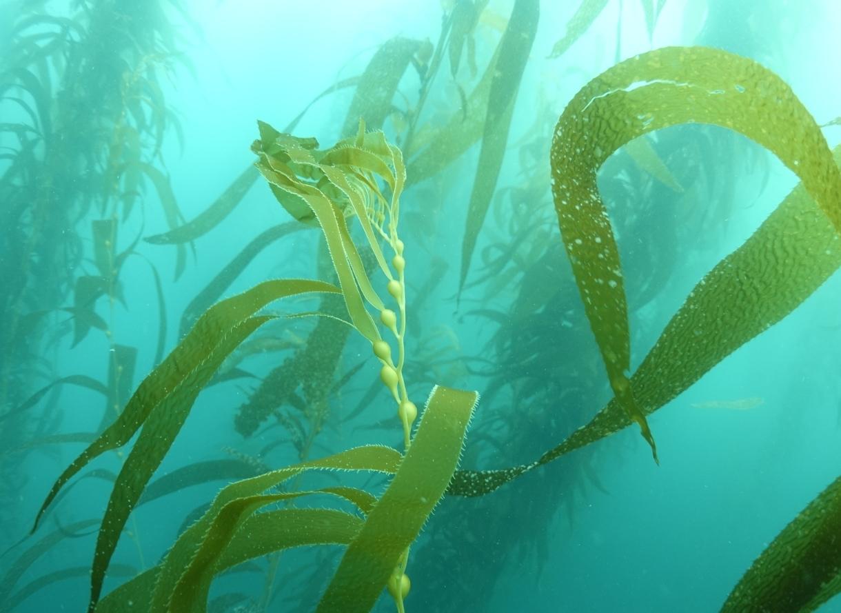 【特辑】巨藻Macrocystis——世界上最大的藻类——到底有几个物种? - 知乎