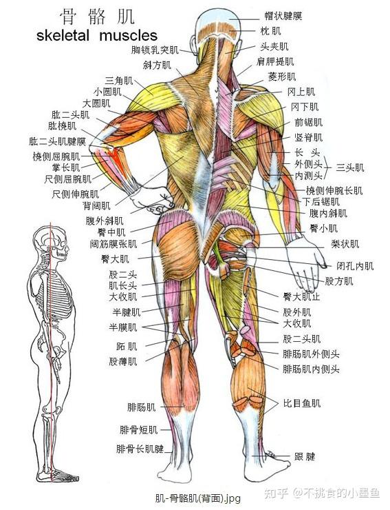 求人体解剖学的知识点