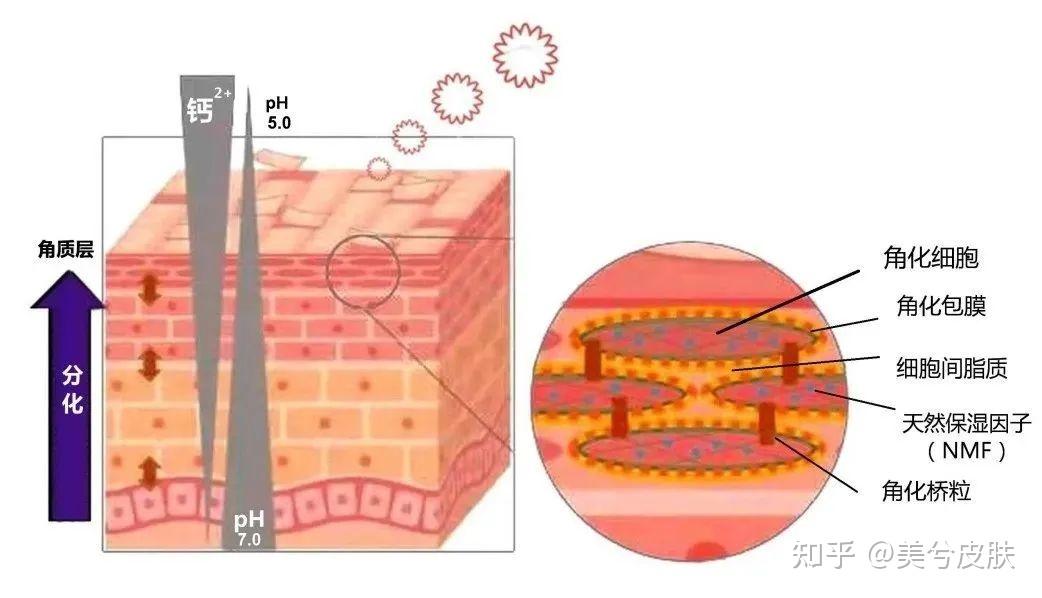 皮肤屏障很重要，你了解几点？ - 知乎