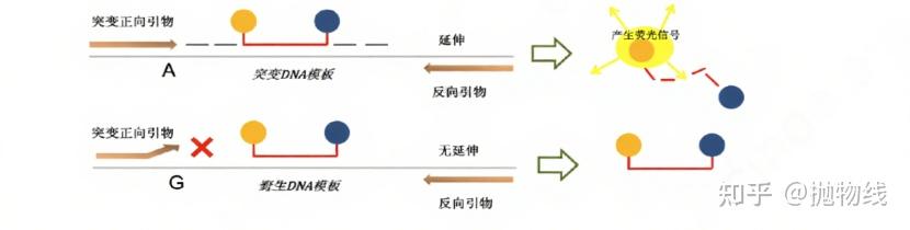 基因突变的检测方法一:荧光定量PCR - 知乎