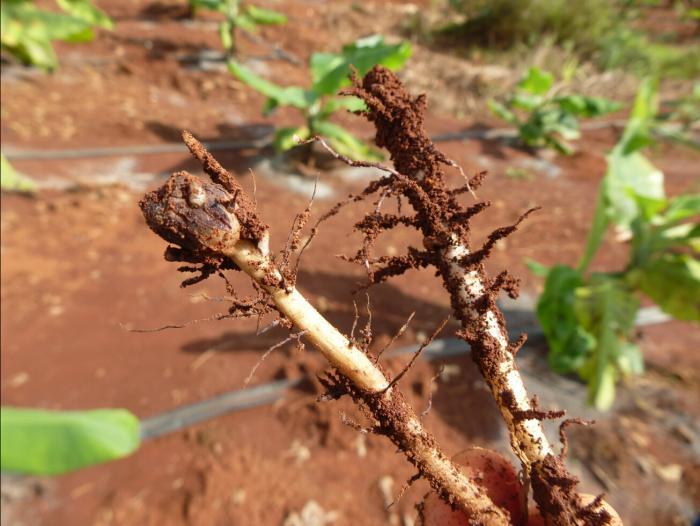 线虫问题,其实是土壤生态问题!