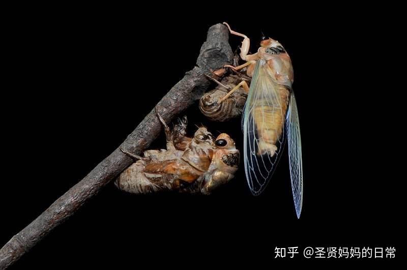 司马迁曾在《屈原列传》中用蝉性借喻屈原,出世发声,一鸣惊人;恰如