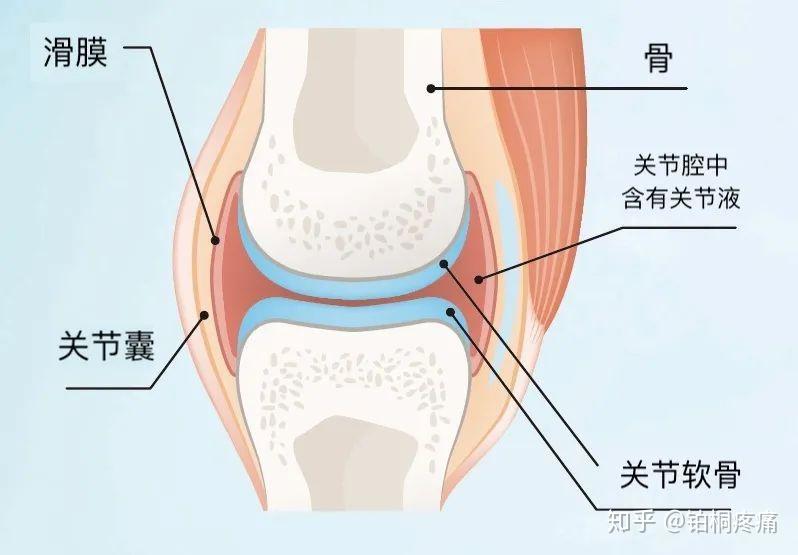 在解答这个问题之前,我们需要了解膝关节是一个怎样的结构