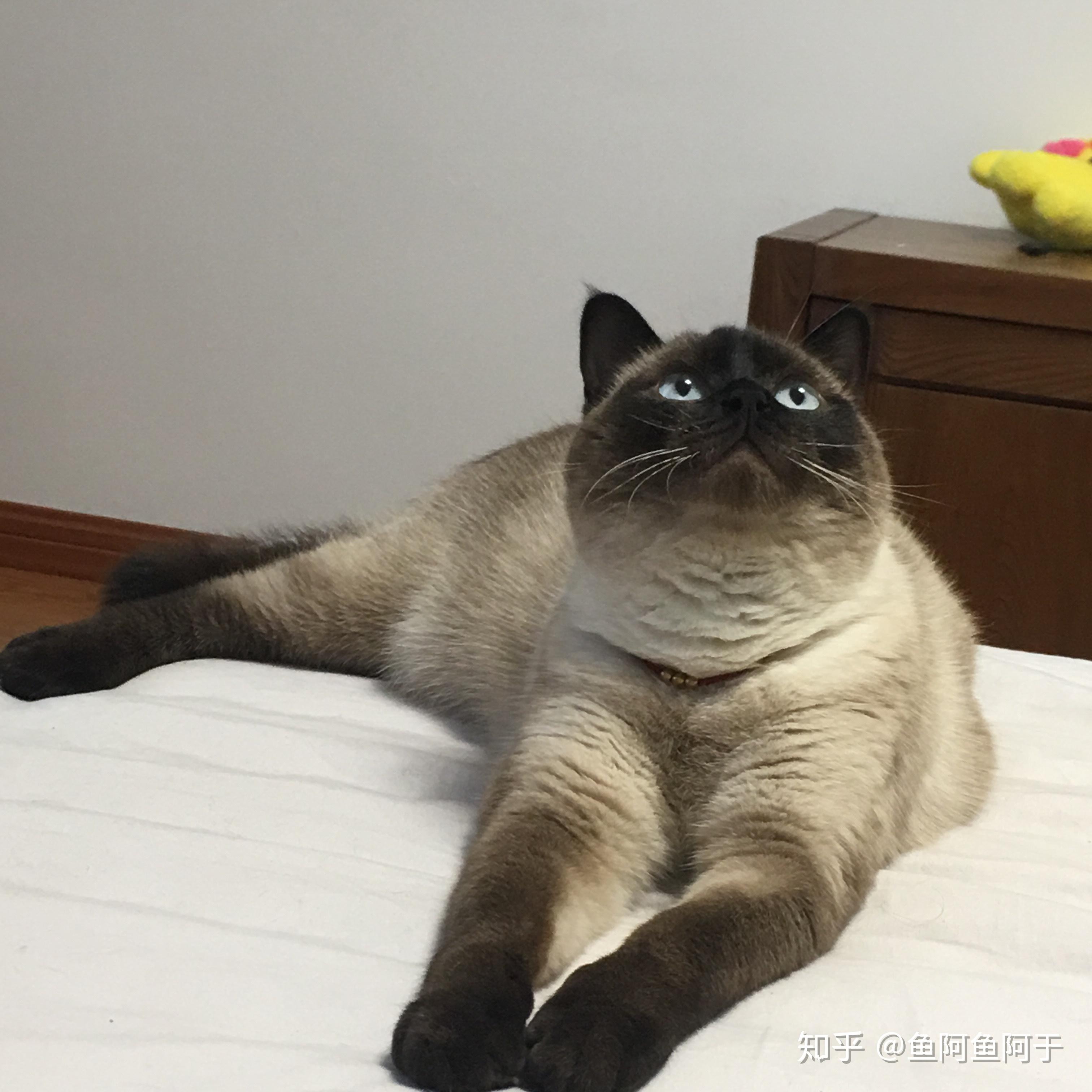 请问有胖暹罗嘛