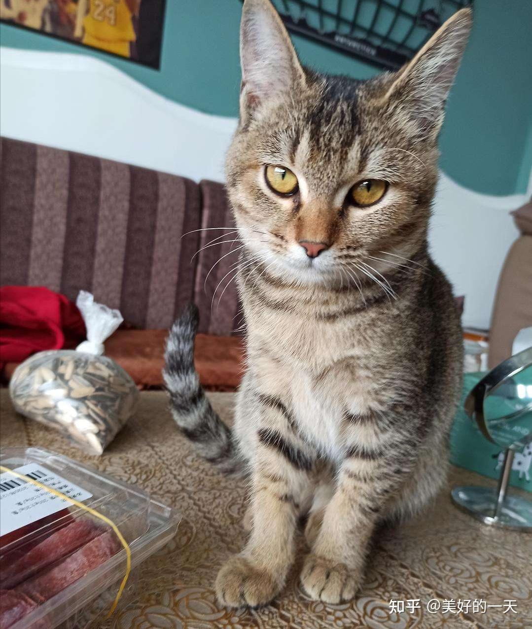 如何辨别“美短猫”和“狸花猫”？学会看这7点，就足够了！ - 知乎