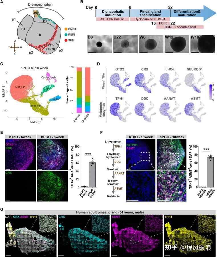  Cell Stem Cell 