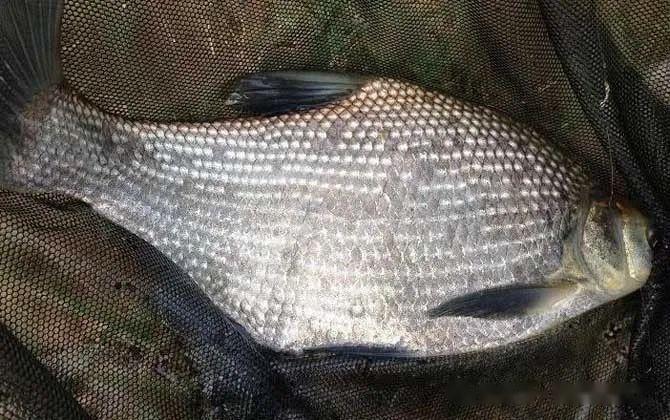 刺多吗?鳊鱼有刺,但刺比鲫鱼,鲤鱼等少得多!