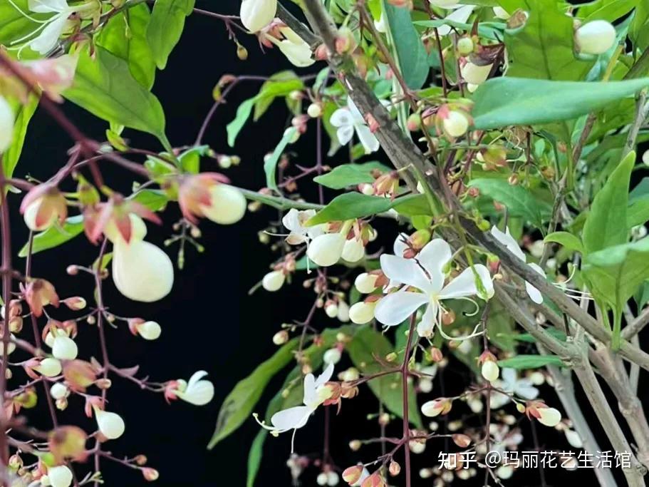 垂丝茉莉只长叶不开花,不要着急扔,试试这些技巧,让它花开满枝 - 知乎