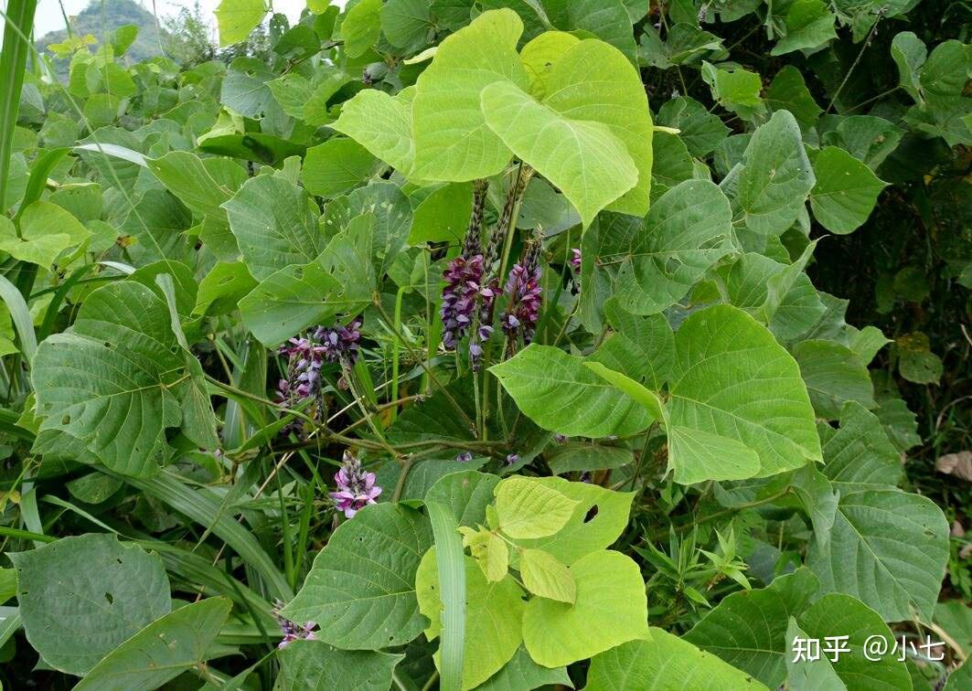 "亚洲人参"葛根,被誉为"皇室特供食品",一斤上百元 - 知乎