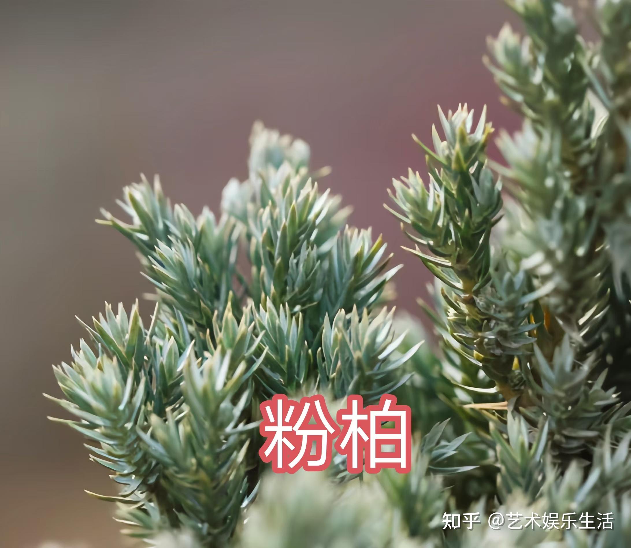 68种柏科植物，园林栽培的常用树种 - 知乎