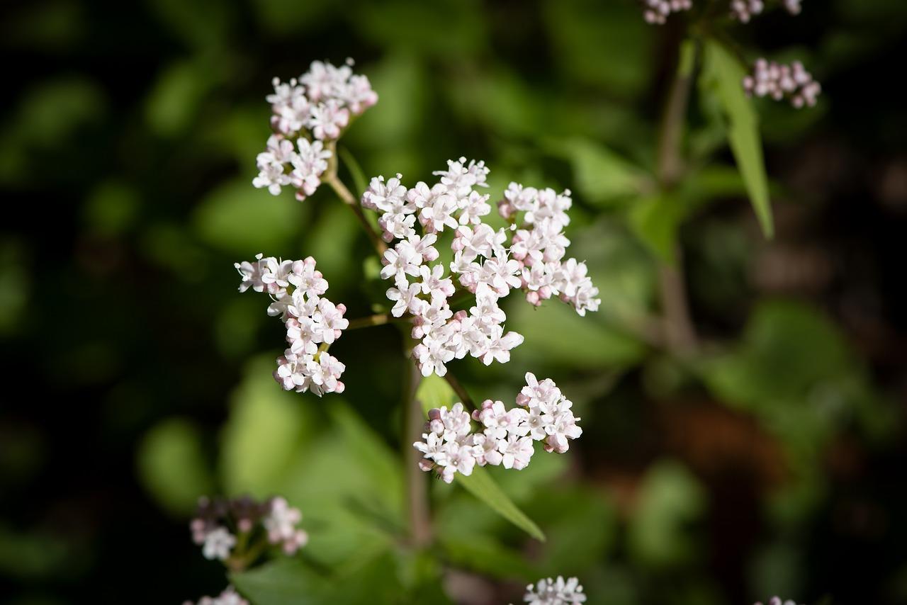 什么植物能安神
