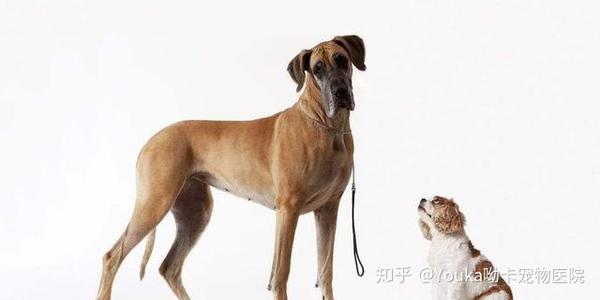 小型犬遇见大型犬 前者敢凶后者认怂 这其中是什么原因 知乎