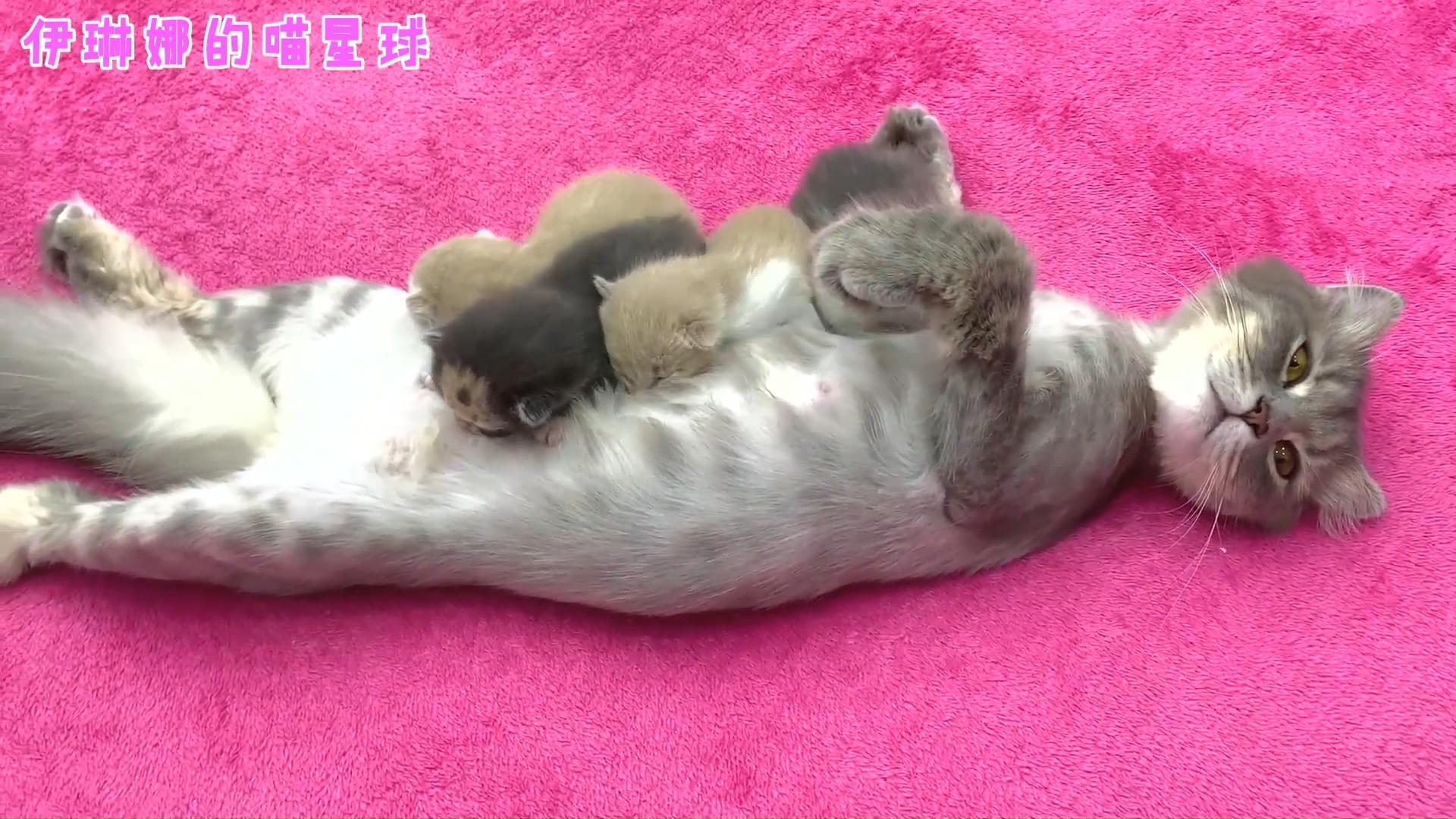 猫妈喂奶一脸生无可恋网友自己生的含泪也要喂