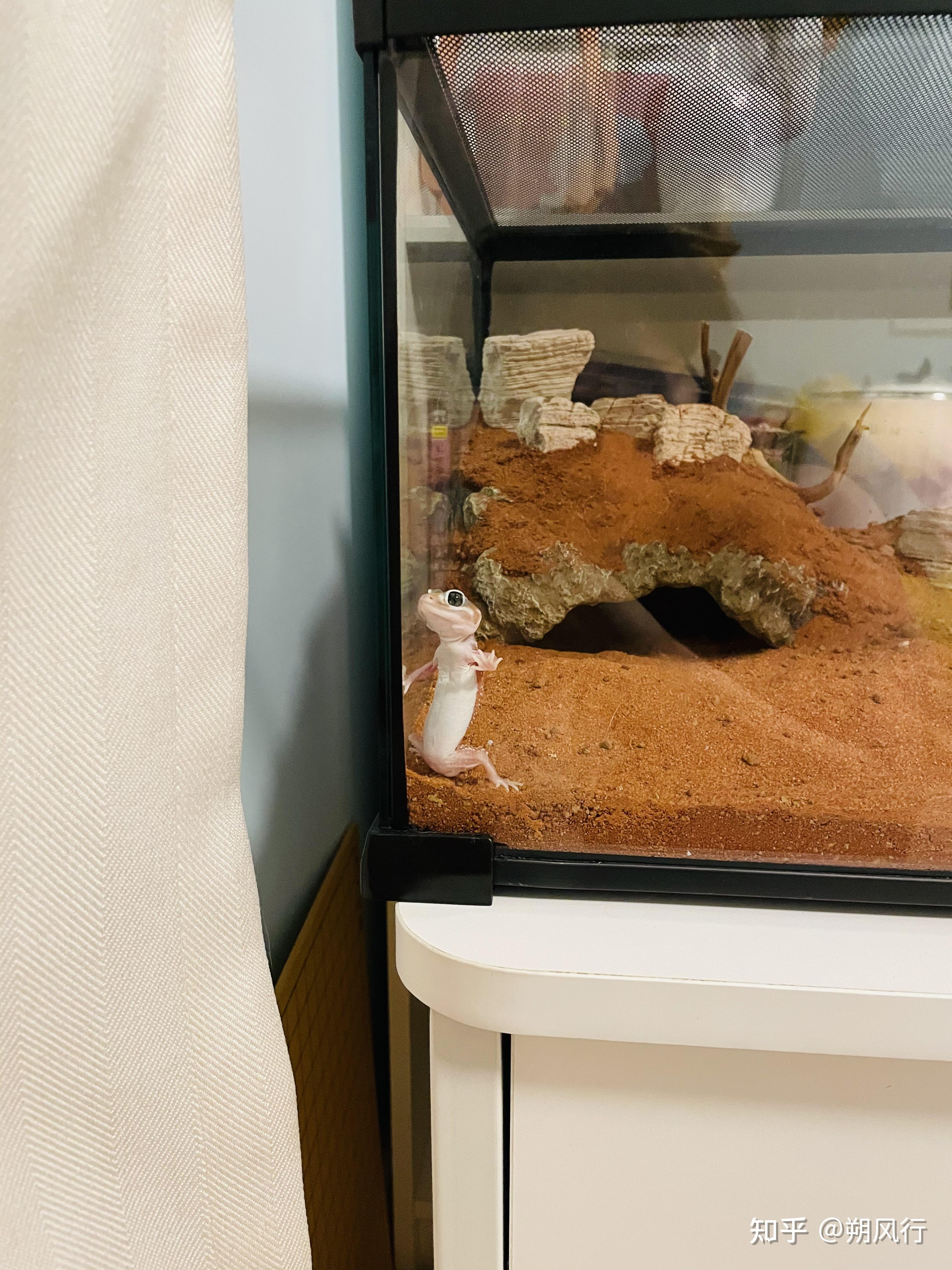 如何给爬宠饲养箱造景? - 知乎