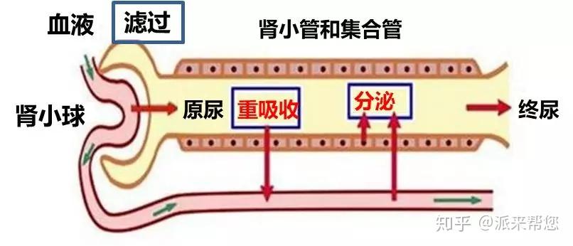 肾小球的滤过作用图片