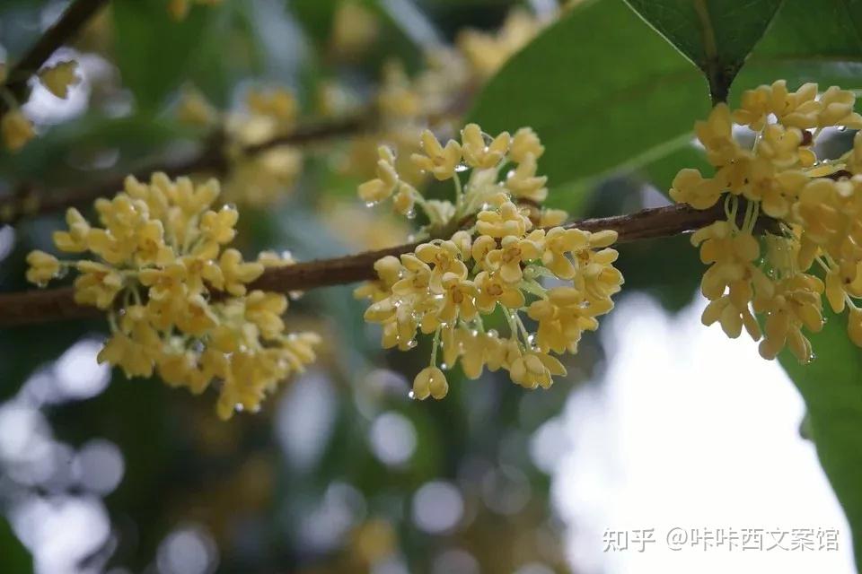 文案|关于「桂花」的绝美描述句子 - 知乎